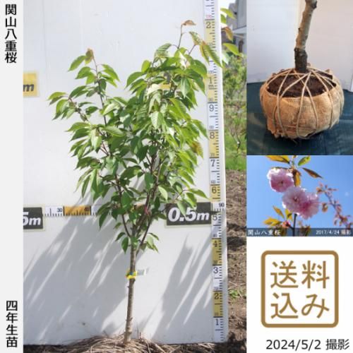 【2025年度予約商品】大苗◇