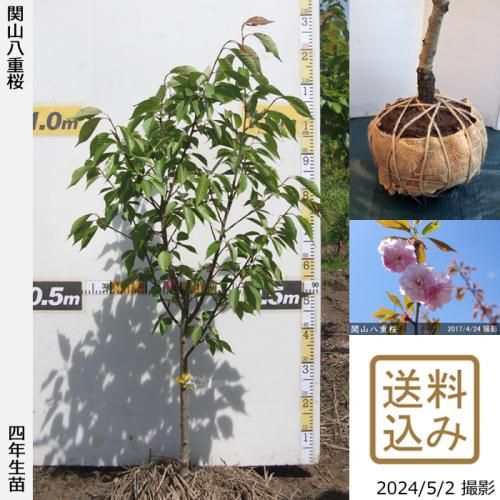 【2025年度予約商品】大苗◇