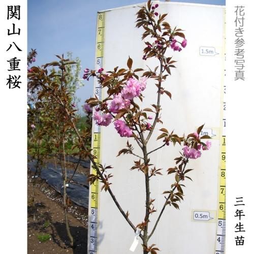 【2025年度予約商品】大苗◇