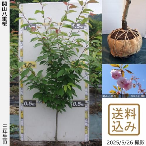 【順次出荷中】3年生苗◇サクラ