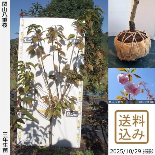 2025ǯͽʡ3ǯġ() ػ(󥶥)Ȭź[Ϸ 2023ǯ:L]