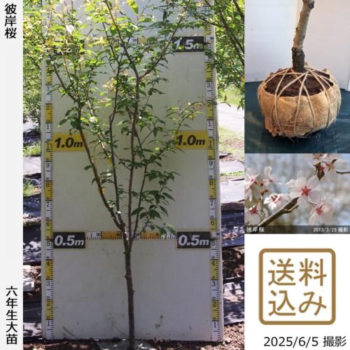 実生苗4年目 実生苗を植え替える : Polyhedron