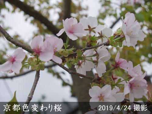 【2025年度予約商品】大苗◇