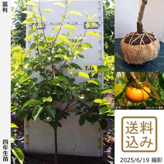 【2025年度予約商品】大苗◇