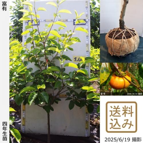 中型の柿の木（実付き） 楽天市場】 果樹苗 > 果樹全種一覧 > 柿 > 柿-渋柿 : 苗木部