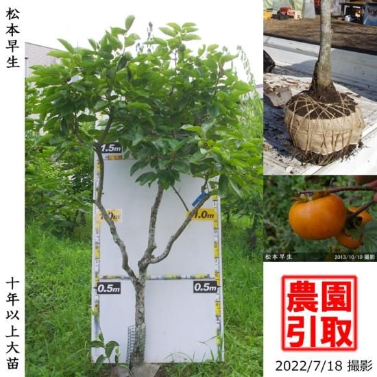 【予約商品】大苗◇カキ(甘柿)