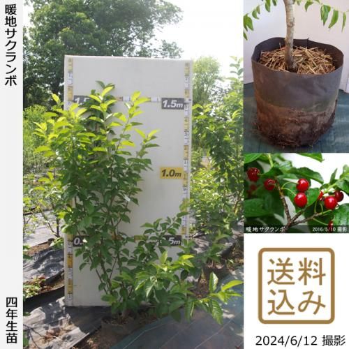 【順次出荷中】大苗◇暖地さくら