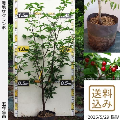ڽ缡вġϤ[ݥå 2021ǯ:L]ռӡ