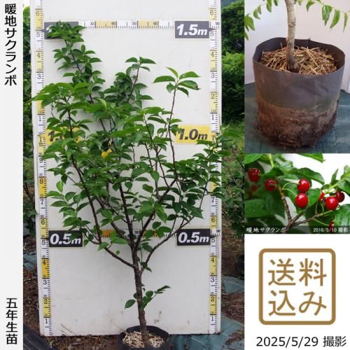 ڽ缡вġϤ[ݥå 2021ǯ:M]ռӡ