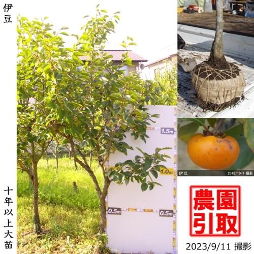カキ(柿) - 果樹苗木・成木通販の 特等大苗専門店 すだ農園@京都亀岡