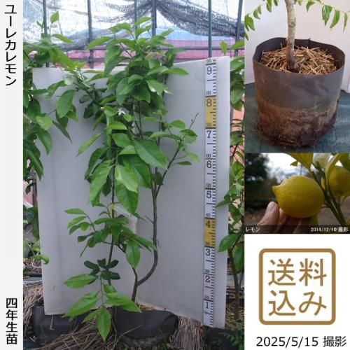 <img class='new_mark_img1' src='https://img.shop-pro.jp/img/new/icons14.gif' style='border:none;display:inline;margin:0px;padding:0px;width:auto;' />ڽ缡вۡԻѡڥॷﳲġ (ݦݨ)桼쥫[ݥå 2022ǯ:M]ռӡ