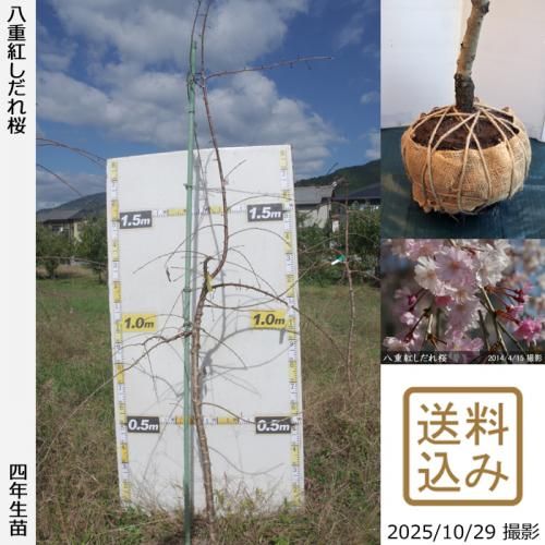 <img class='new_mark_img1' src='https://img.shop-pro.jp/img/new/icons14.gif' style='border:none;display:inline;margin:0px;padding:0px;width:auto;' />ڽ缡вġ() ȬŹȤ[Ϸ 2022ǯ:L]緿