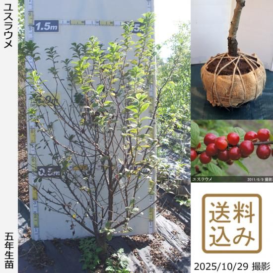 【順次出荷中】大苗◇ユスラウメ