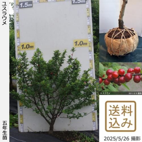 【順次出荷中】大苗◇ユスラウメ