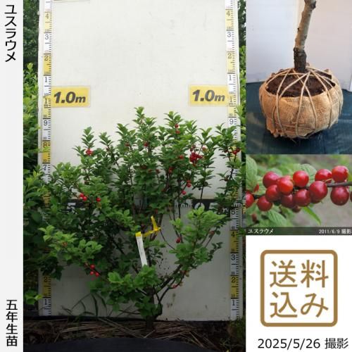 <img class='new_mark_img1' src='https://img.shop-pro.jp/img/new/icons14.gif' style='border:none;display:inline;margin:0px;padding:0px;width:auto;' />2025ǯͽʡġ楹饦()[Ϸ 2021ǯ:M]ռӡ
