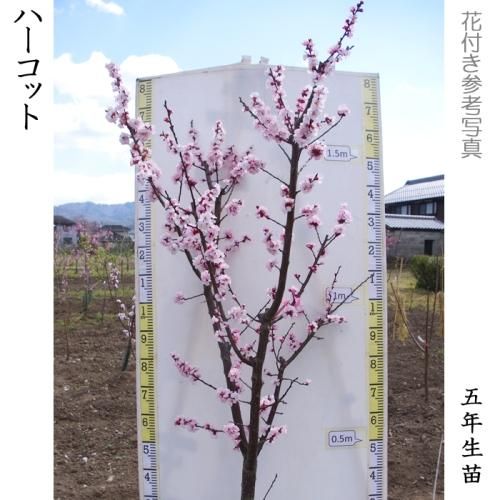 【2025年度予約商品】大苗◇