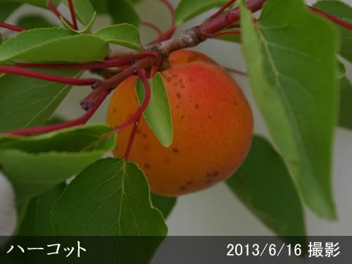 【2025年度予約商品】大苗◇