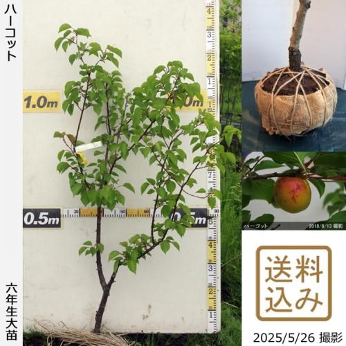 <img class='new_mark_img1' src='https://img.shop-pro.jp/img/new/icons14.gif' style='border:none;display:inline;margin:0px;padding:0px;width:auto;' />2025ǯͽʡġ() ϡå[Ϸ 2020ǯ:S]