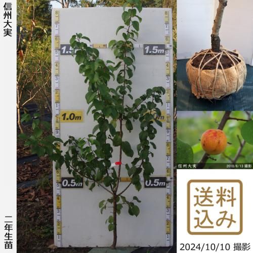 アンズ(杏,あんず)地堀大苗 - 果樹苗・大苗・苗木販売の隅田農園