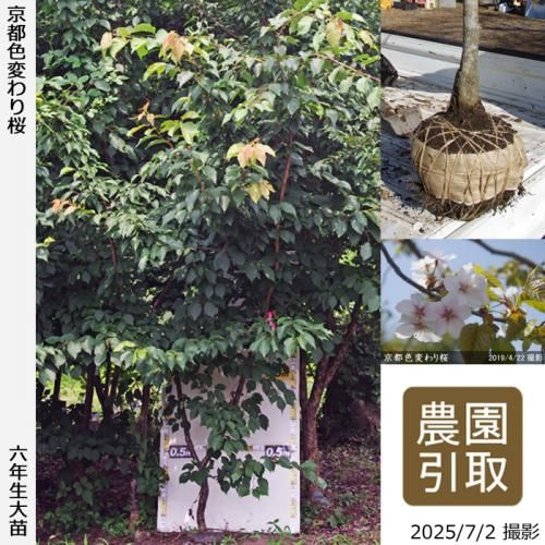 <img class='new_mark_img1' src='https://img.shop-pro.jp/img/new/icons14.gif' style='border:none;display:inline;margin:0px;padding:0px;width:auto;' />2025ǯͽʡġ() ԿѤ[Ϸ 2020ǯ:3L(high)]Τ