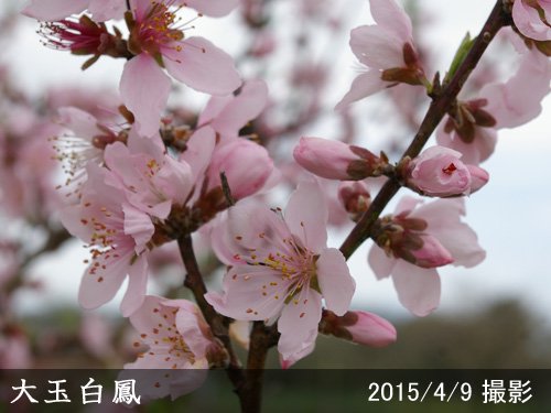 モモ(桃) 大玉白鳳(おおだまはくほう)[地掘大苗] - 果樹苗・大苗・苗木販売の隅田農園@京都亀岡