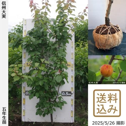 <img class='new_mark_img1' src='https://img.shop-pro.jp/img/new/icons14.gif' style='border:none;display:inline;margin:0px;padding:0px;width:auto;' />2025ǯͽʡġ()(󤷤夦)[Ϸ2021ǯ:L]ռӡ緿