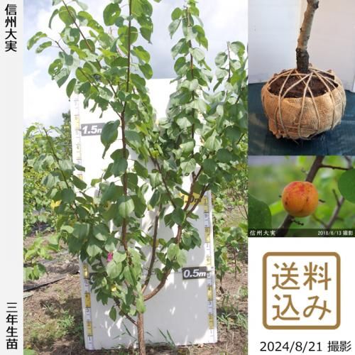 【順次出荷中】3年生苗◇アンズ