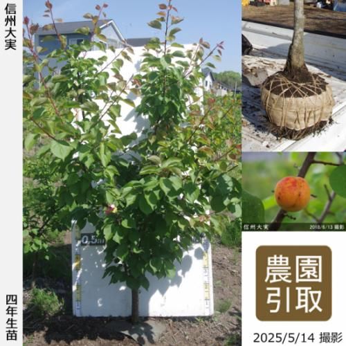 �ڽ缡����������ġ�����(��