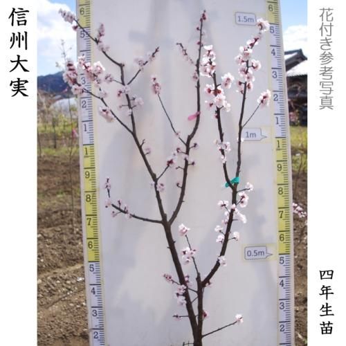 【順次出荷中】3年生苗◇アンズ
