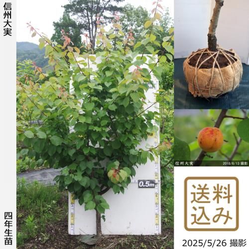<img class='new_mark_img1' src='https://img.shop-pro.jp/img/new/icons14.gif' style='border:none;display:inline;margin:0px;padding:0px;width:auto;' />2025ǯͽʡġ()(󤷤夦)[Ϸ2022ǯ:3L]緿