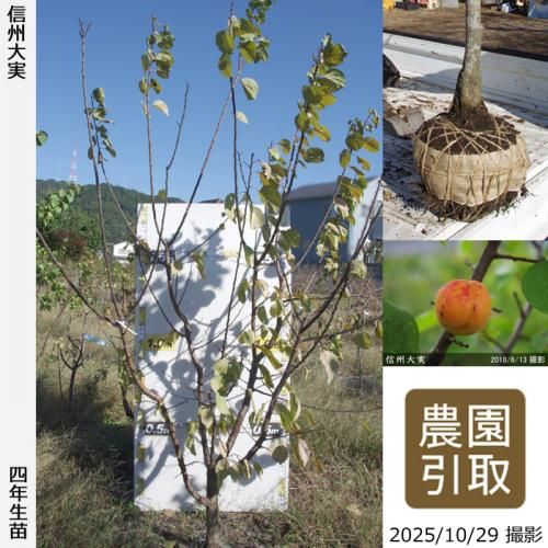 2025ǯͽʡġ()(󤷤夦)[Ϸ2022ǯ:5L]ռӡΤ