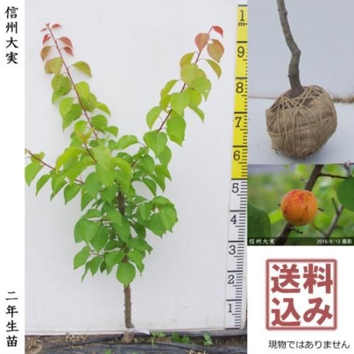 <img class='new_mark_img1' src='https://img.shop-pro.jp/img/new/icons14.gif' style='border:none;display:inline;margin:0px;padding:0px;width:auto;' />2025ǯͽʡ2ǯġ()(󤷤夦)[Ϸ2024ǯ:M]