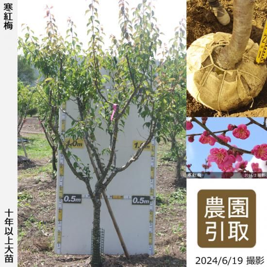【予約商品】大苗◇ウメ(花梅)