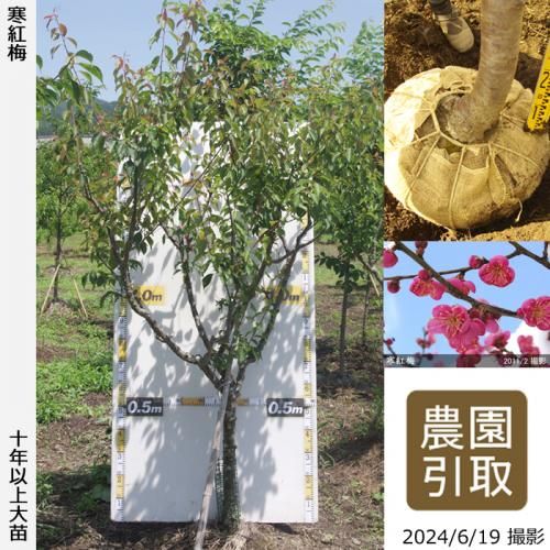 【予約商品】大苗◇ウメ(花梅)