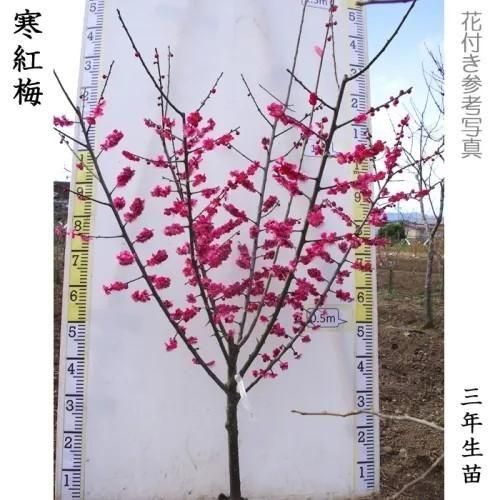 【予約商品】大苗◇ウメ(花梅)