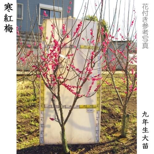 【予約商品】大苗◇ウメ(花梅)