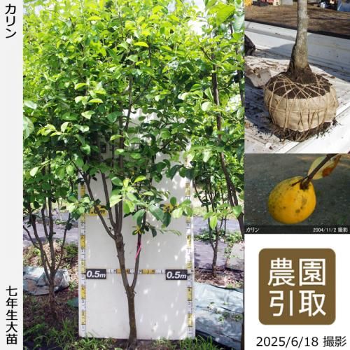 <img class='new_mark_img1' src='https://img.shop-pro.jp/img/new/icons14.gif' style='border:none;display:inline;margin:0px;padding:0px;width:auto;' />2025ǯͽʡġ()[Ϸ 2019ǯ:3L]ռӡΤ