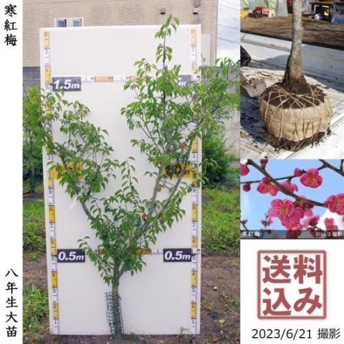【予約商品】大苗◇ウメ(花梅)