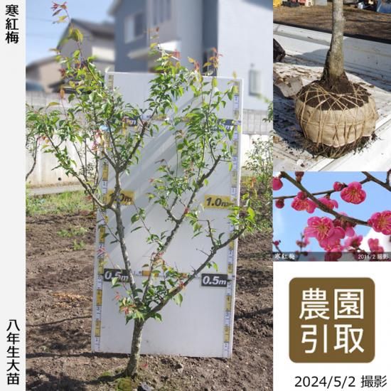 【順次引渡中】大苗◇ウメ(花梅