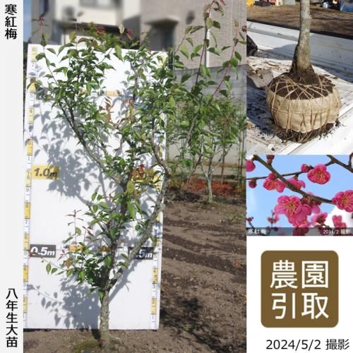 【順次引渡中】大苗◇ウメ(花梅