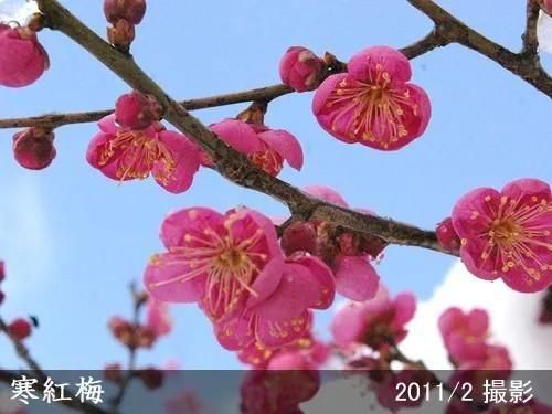 【2025年度予約商品】大苗◇