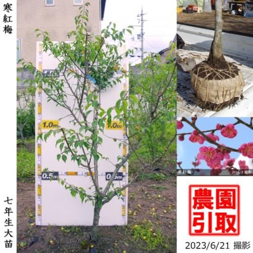 【2025年度予約商品】大苗◇