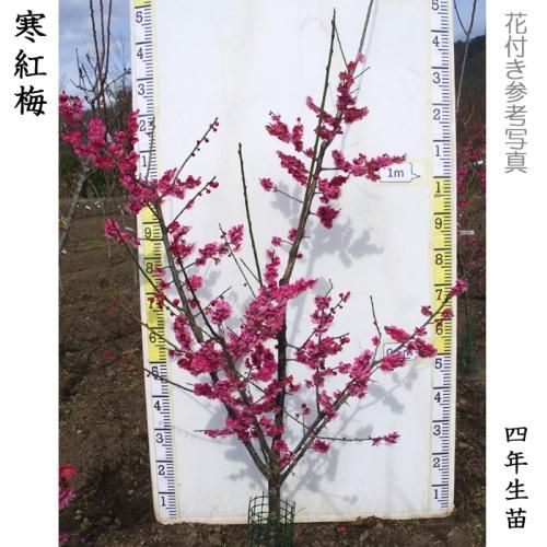 【順次引渡中】大苗◇ウメ(花梅