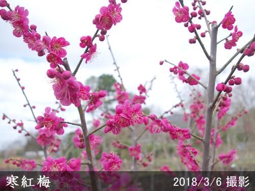 【順次引渡中】大苗◇ウメ(花梅