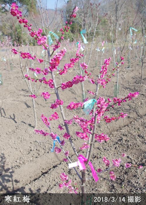 【順次引渡中】大苗◇ウメ(花梅