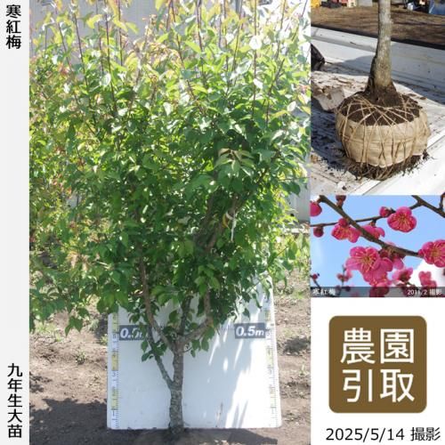 <img class='new_mark_img1' src='https://img.shop-pro.jp/img/new/icons14.gif' style='border:none;display:inline;margin:0px;padding:0px;width:auto;' />2025ǯͽʡġ() (󤳤Ф)[Ϸ 2017ǯ:5L]Τ
