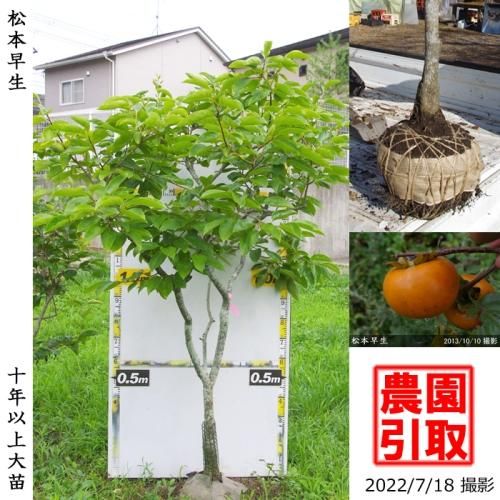 カキ(柿) - 果樹苗木・成木通販の 特等大苗専門店 すだ農園@京都亀岡