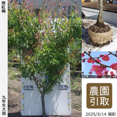 <img class='new_mark_img1' src='https://img.shop-pro.jp/img/new/icons14.gif' style='border:none;display:inline;margin:0px;padding:0px;width:auto;' />2025ǯͽʡġ() (󤳤Ф)[Ϸ 2017ǯ:4L]Τ