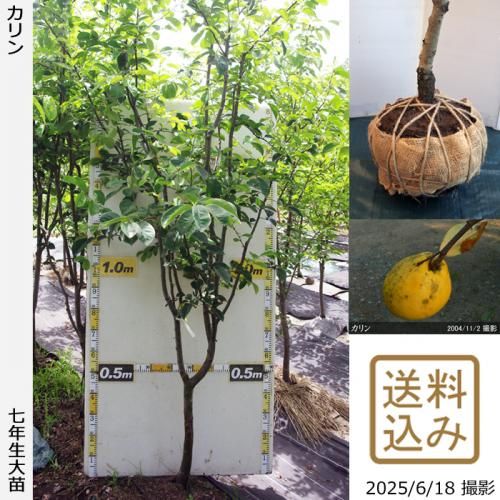 <img class='new_mark_img1' src='https://img.shop-pro.jp/img/new/icons14.gif' style='border:none;display:inline;margin:0px;padding:0px;width:auto;' />2025ǯͽʡġ()[Ϸ 2019ǯ:LL]ռӡ緿