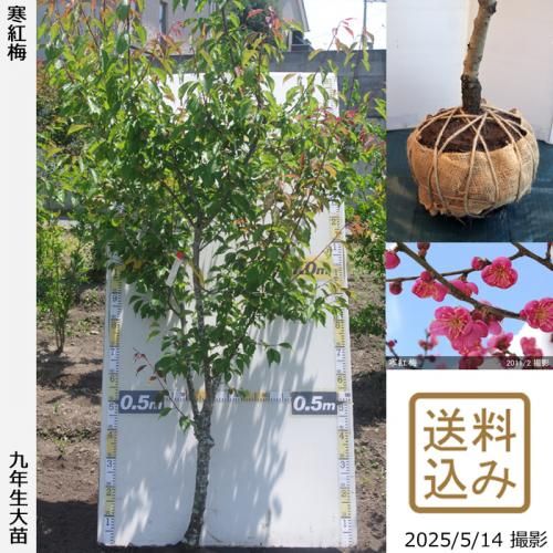 <img class='new_mark_img1' src='https://img.shop-pro.jp/img/new/icons14.gif' style='border:none;display:inline;margin:0px;padding:0px;width:auto;' />2025ǯͽʡġ() (󤳤Ф)[Ϸ 2017ǯ:L]緿